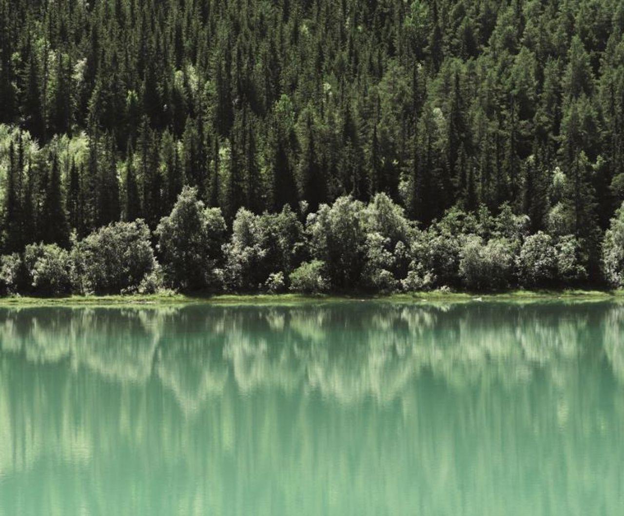 Green trees and water